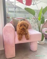 Pet Beauty Sevde Özer