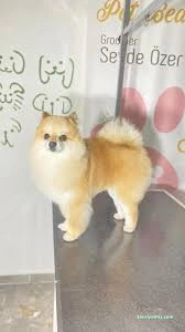 Pet Beauty Sevde Özer