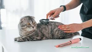 Pet Center | Pet Kuaför