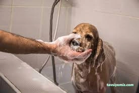 Pet Center | Pet Kuaför