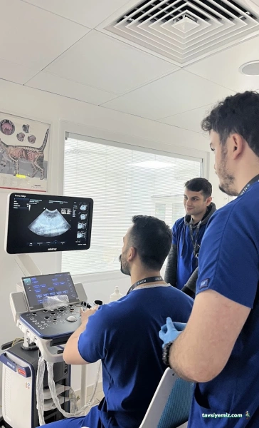 Pet İv Veteriner Kliniği 7/24 Acil Veteriner Bahçeşehir-Ispartakule