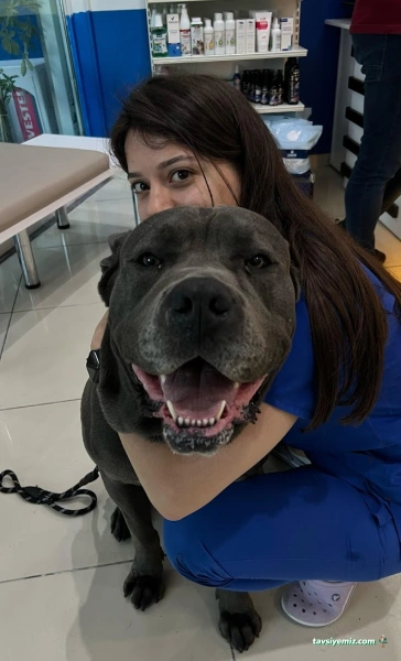Pet İv Veteriner Kliniği 7/24 Acil Veteriner Bahçeşehir-Ispartakule