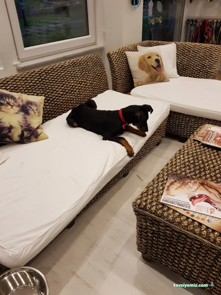 Pet Klinik Gül Arslan