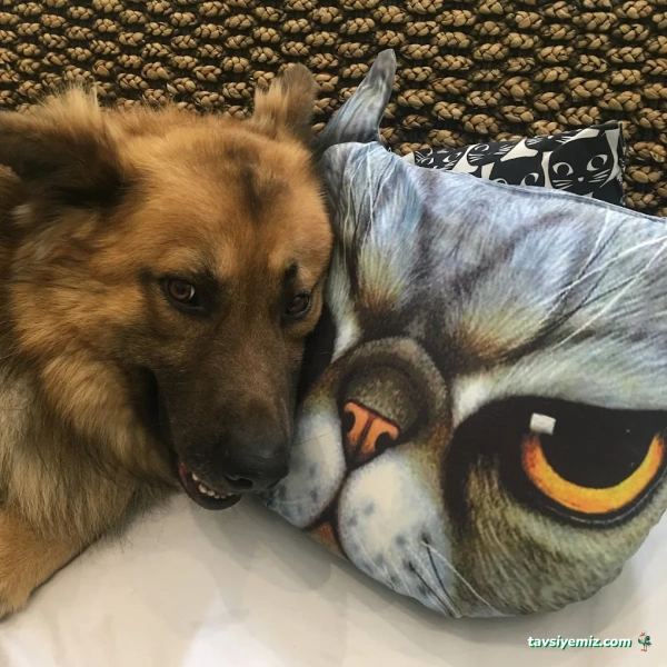 Pet Klinik Gül Arslan