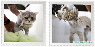 Pet Kuaför | Petzzkuaför Kedi Köpek Kuaförü