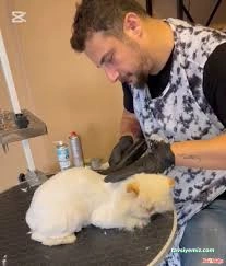 Pet Kuaför Zonguldak