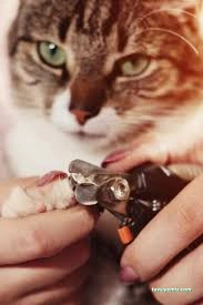 Pet Kuaför Zonguldak