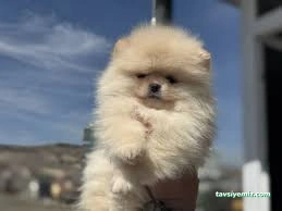 Pet Kuaför Zonguldak