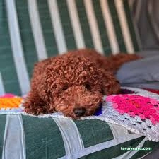 Pet Palace Kedi Köpek Oteli