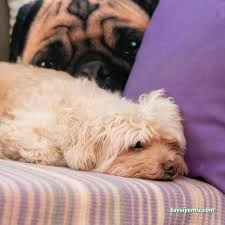 Pet Palace Kedi Köpek Oteli