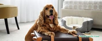 Pet Palace Kedi Köpek Oteli