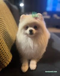 Pet Resort - Köpek Ve Kedi Oteli/Kreşi