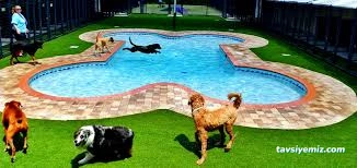 Pet Resort - Köpek Ve Kedi Oteli/Kreşi