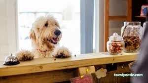 Pet Resort - Köpek Ve Kedi Oteli/Kreşi