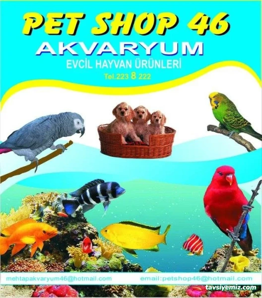 Pet Shop 46