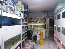 Pet Shop Marketim - Kocaeli Ve İzmit Akvaryum Mağazası