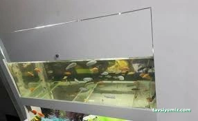 Pet Shop Marketim - Kocaeli Ve İzmit Akvaryum Mağazası