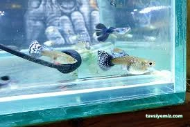 Pet Shop Marketim - Kocaeli Ve İzmit Akvaryum Mağazası