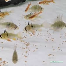 Pet Shop Marketim - Kocaeli Ve İzmit Akvaryum Mağazası