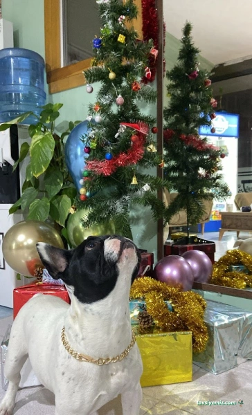 Pet Time Veteriner Kliniği