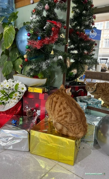 Pet Time Veteriner Kliniği