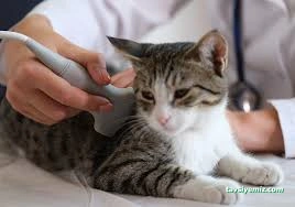 Pet412 Veteriner Kliniği