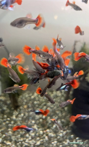 Pet48 - Petshop Marmaris