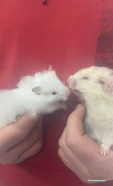 Pet48 - Petshop Marmaris