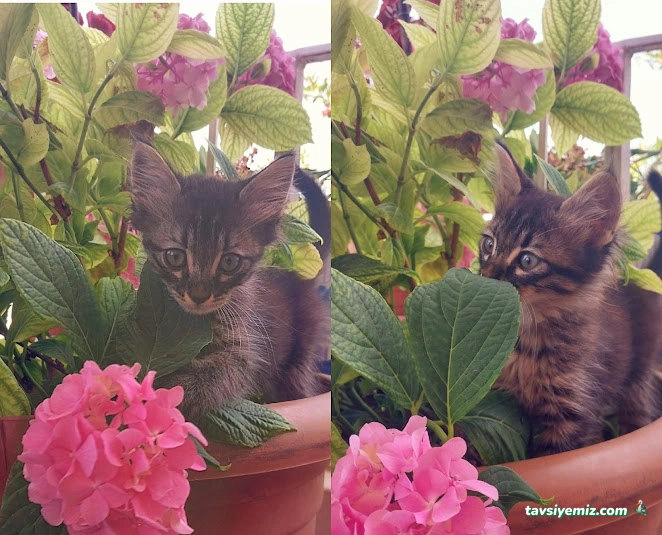 Pethome Petshop Hatay Antakya