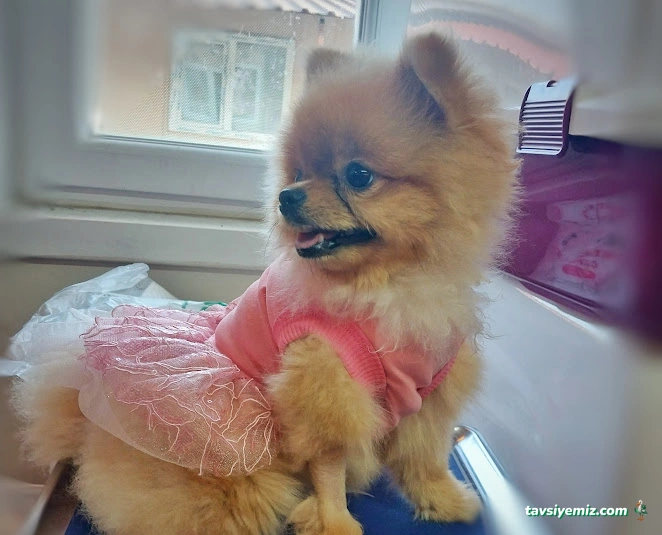 Pethome Petshop Hatay Antakya