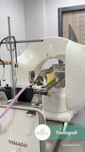 Petical Hayvan Hastanesi