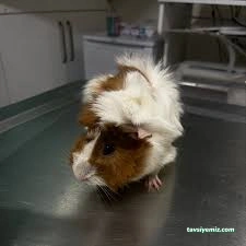 Petistan Veteriner Kliniği