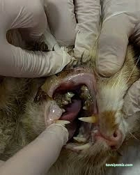 Petistan Veteriner Kliniği