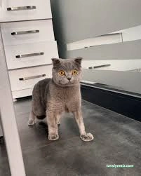 Petistan Veteriner Kliniği