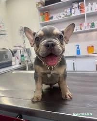 Petistan Veteriner Kliniği