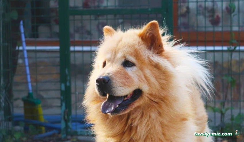 Pets Paradise Köpek Oteli Pansiyonu - Eğitim