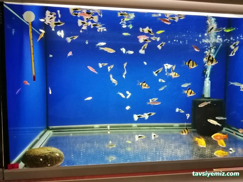Petshop Beril Akvaryum