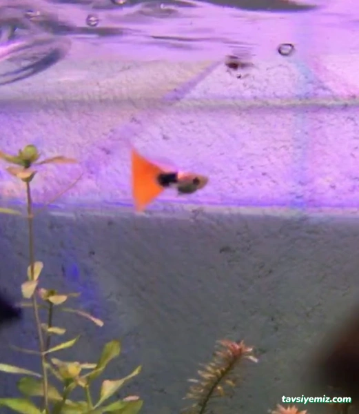 Petshop Beril Akvaryum