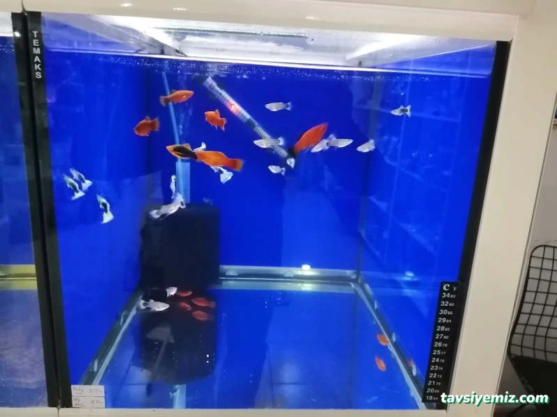 Petshop Beril Akvaryum