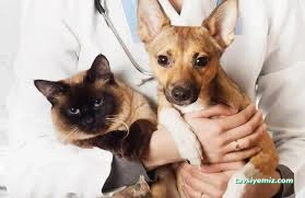 Podo Vet Veteriner Kliniği