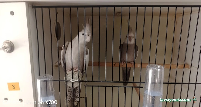 Prehistoricpets Petshop