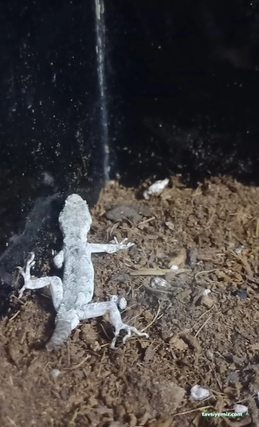 Prehistoricpets Petshop