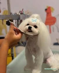 Pretty Petty Details Pet Kuaför Spa & Butik