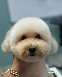 Pretty Petty Details Pet Kuaför Spa & Butik