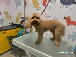 Pretty Petty Details Pet Kuaför Spa & Butik