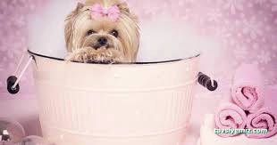 Pretty Petty Details Pet Kuaför Spa & Butik