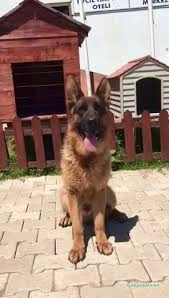 Proteo K9 Akademi | Pet Otel