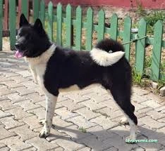 Proteo K9 Akademi | Pet Otel