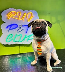 Ruj Pet Grooming