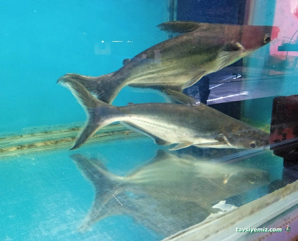 Rüyam Petshop Ve Balıkçılık Malzemeleri